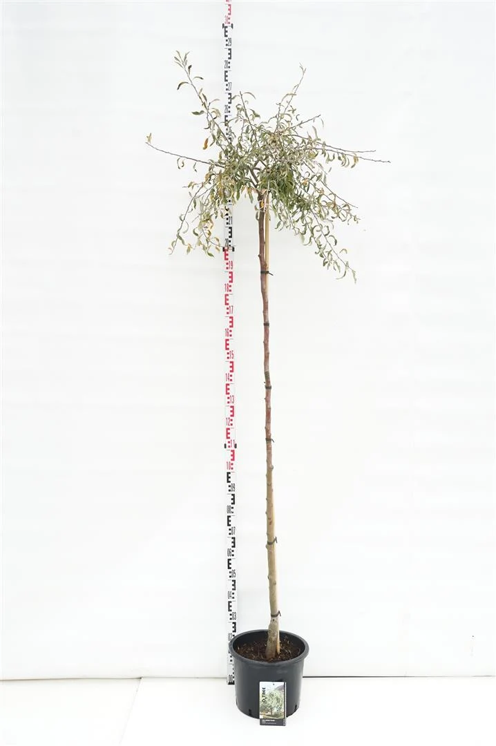 Pyrus salicifolia 'Pendula' 200 cm stam, stamomfång 6-8 cm, C20 (20 liters kruka)