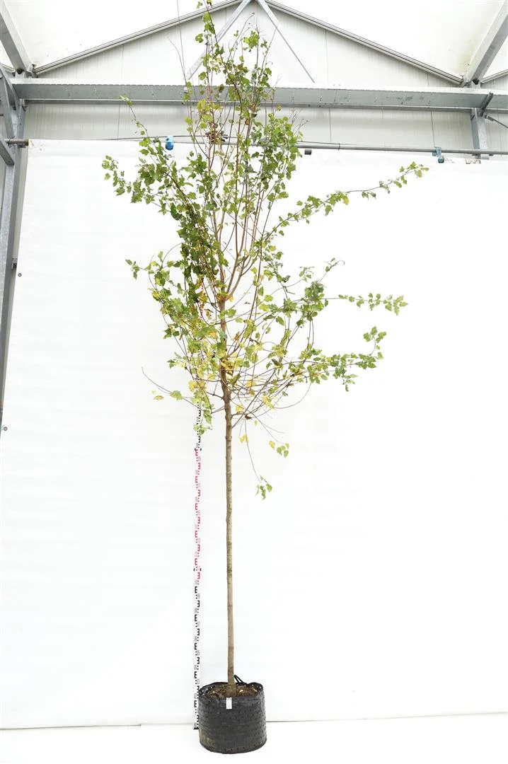 Acer tataricum ginnala Stamomfång 10-12 cm C25 (25 liters kruka)