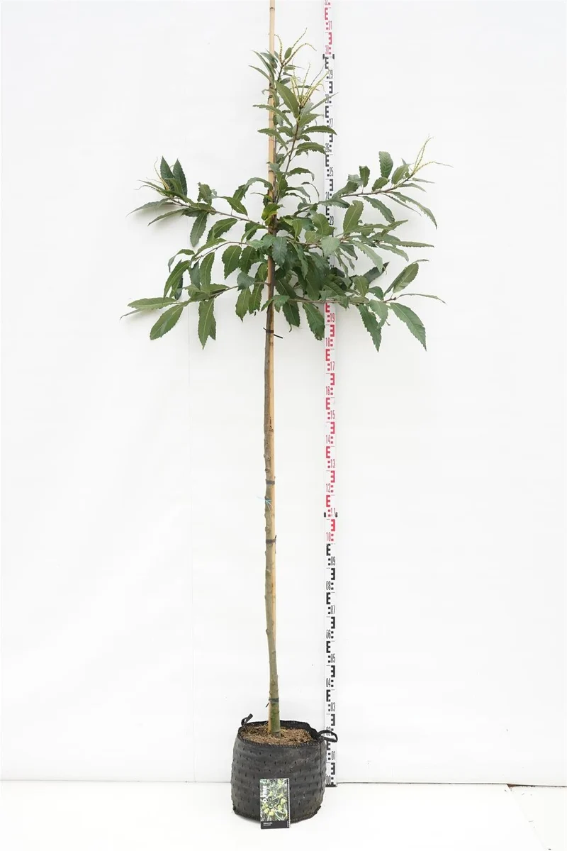 Castanea sativa stamträd 6-8 cm C15 (15 liters kruka)