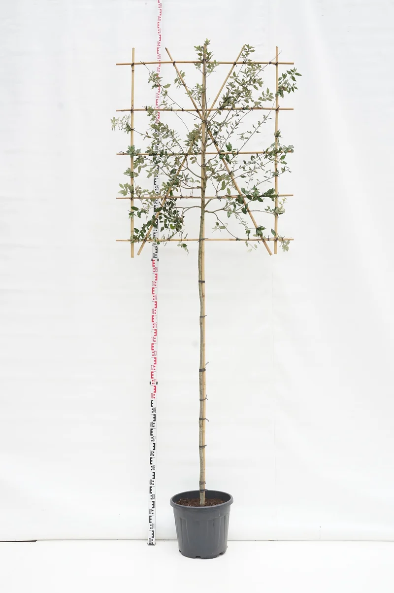 Quercus ilex (spaljerad) 6-8 cm C35 (35 liters kruka)