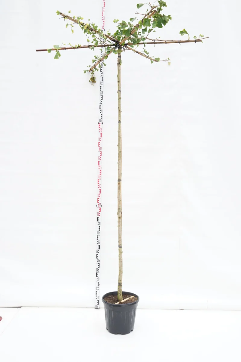 Ginkgo biloba (takform) stam 8-10 cm C20 (20 liters kruka)