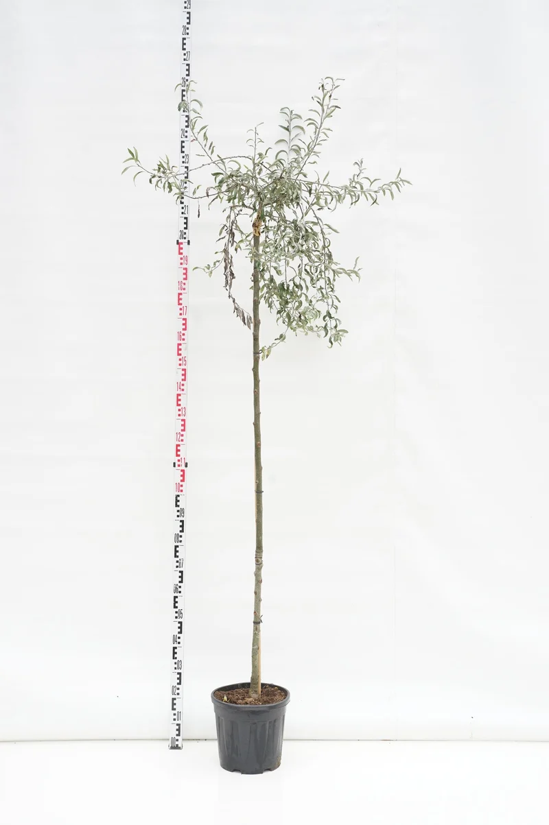 Pyrus salicifolia 'Pendula' Stam 180 cm, stamomfång 6-8 cm, C15 (15 liters kruka)