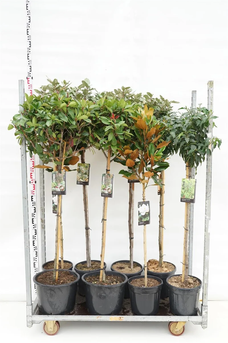 Uppstammade buskar mix 90 cm stam, C10 (10 liters kruka)