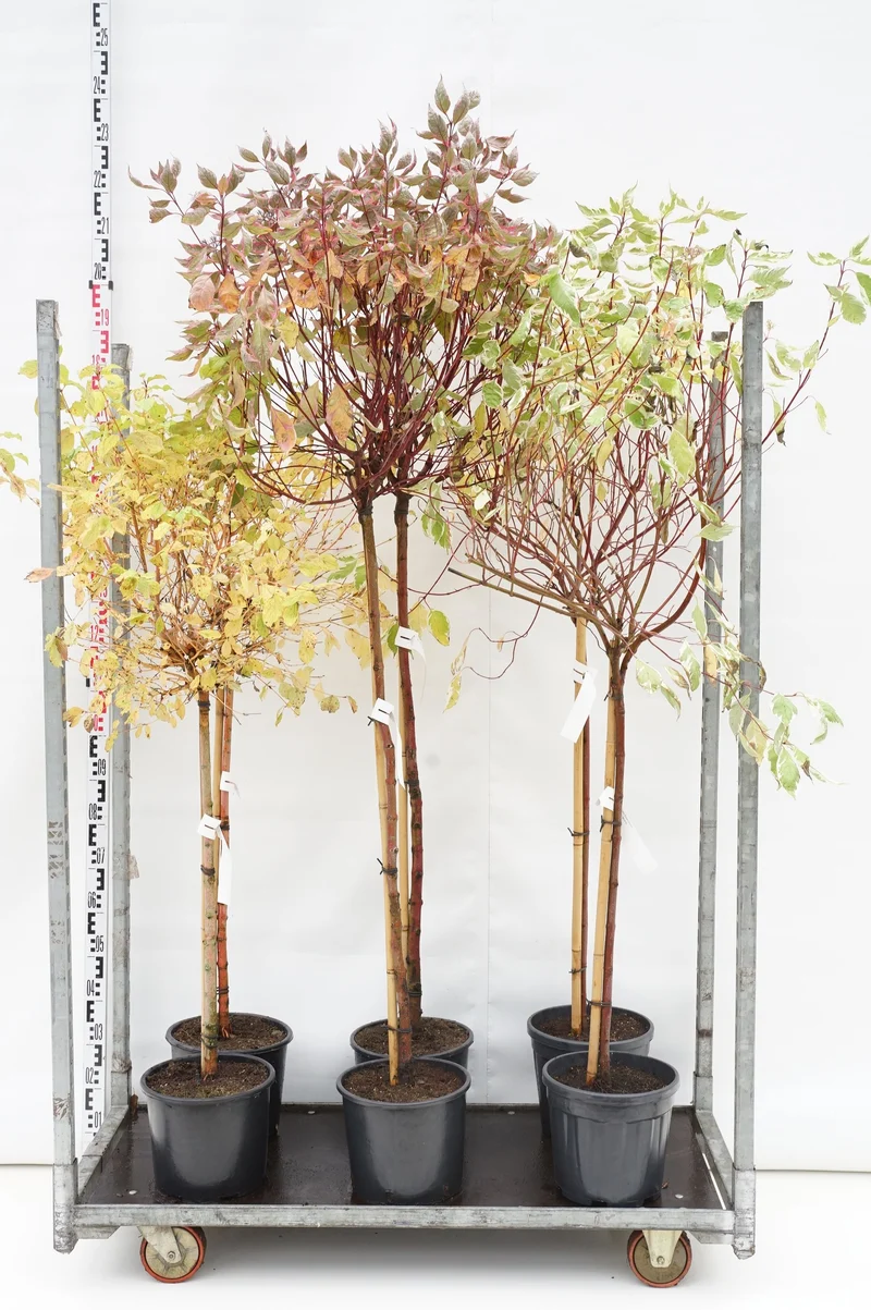 Cornus i sorter mix uppstammade