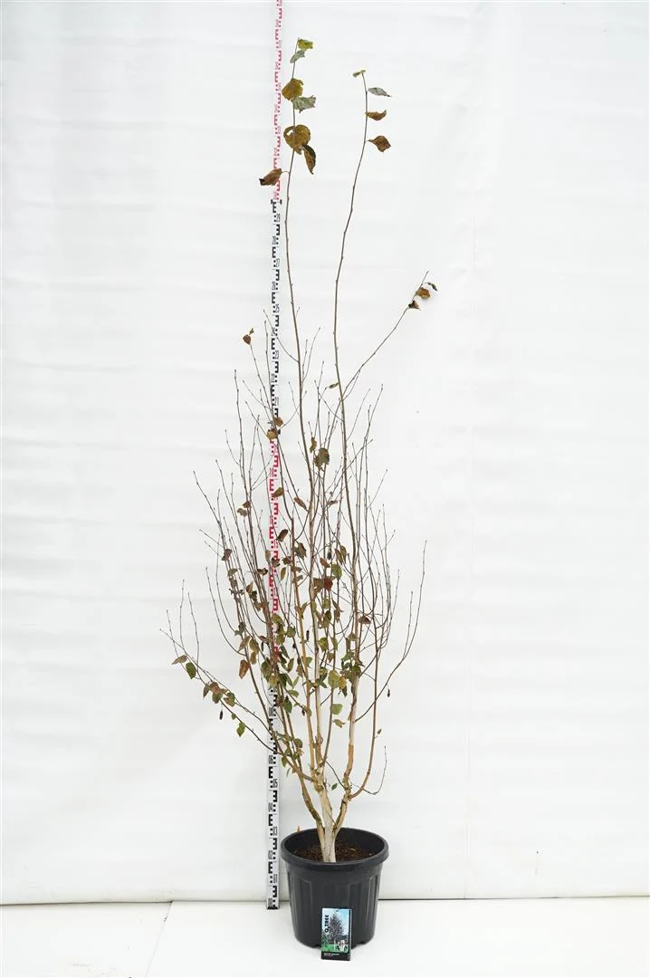 Betula utilis subsp. jacquemontii C35 (35 liters kruka) 250-300 cm