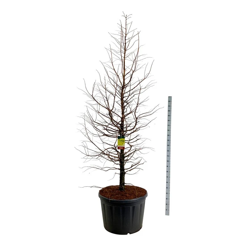 Metasequoia glypt. 'Amber Glow'® C230 (230 liters kruka) 250-300 cm Solitär