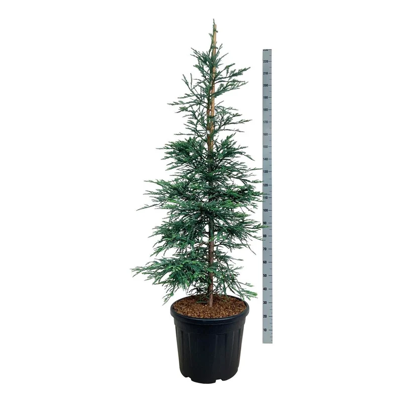 Sequoia semp. 'Steel Blue' C55 (55 liters kruka) 175-200 cm