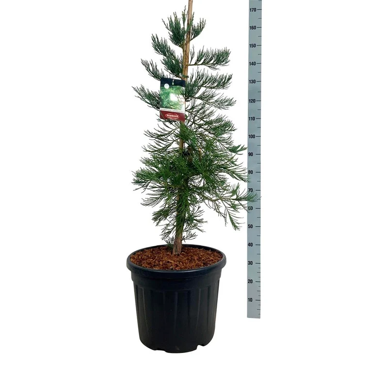 Sequoiadendron giganteum 'Healthy Mammoth Three' PBR C55 (55 liters kruka) 125-150 cm EXTRA