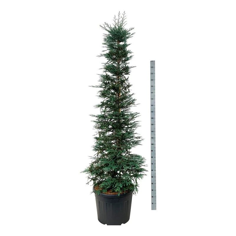 Sequoia sempervirens 'Xeno' C90 (90 liters kruka) 200-225 cm Extra