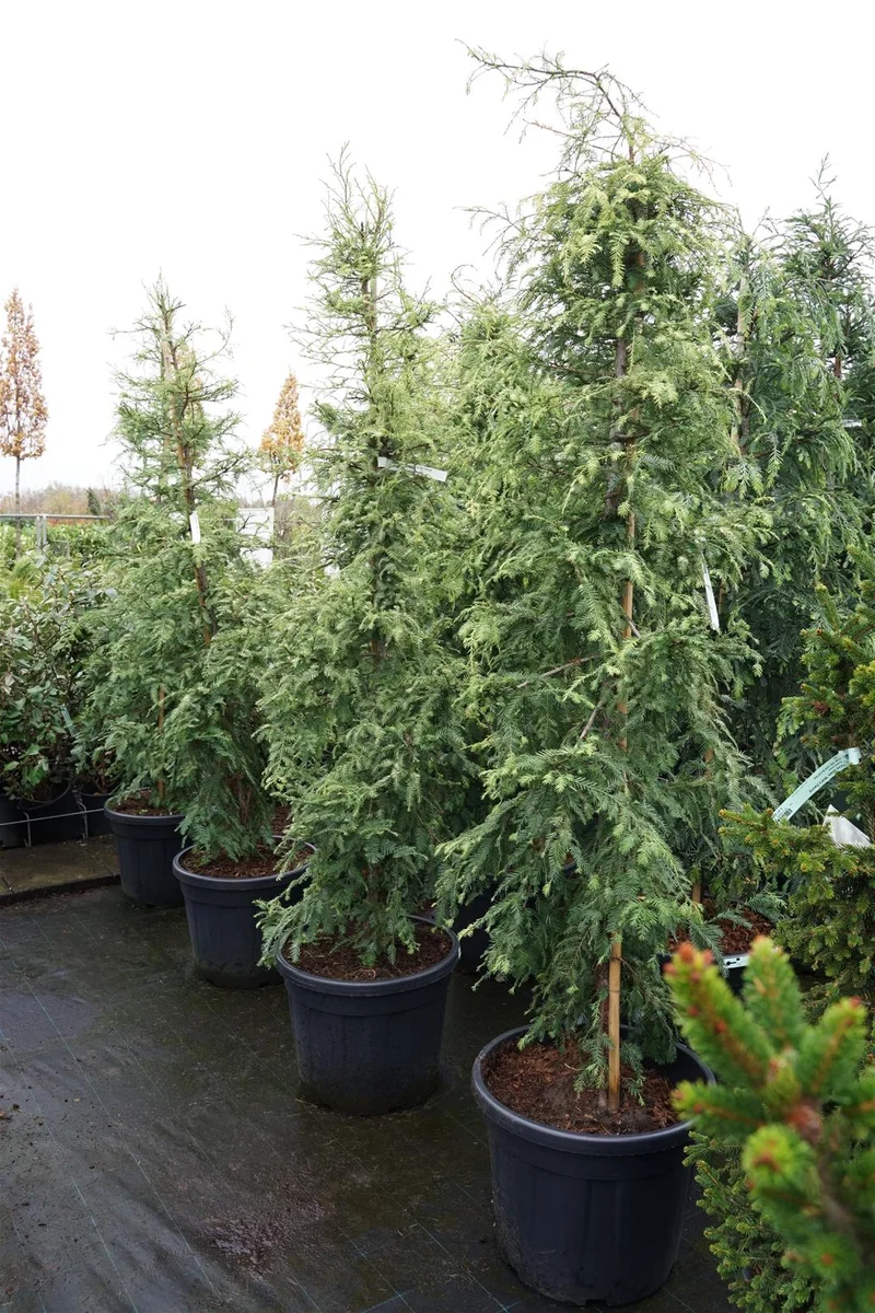 Sequoia sempervirens 'Silver Ghost' C55 (55 liters kruka) 175-200 cm