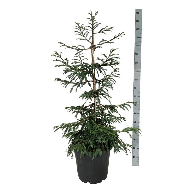 Sequoia semp. 'Cantab' C30 (30 liters kruka) 100-125 cm EXTRA