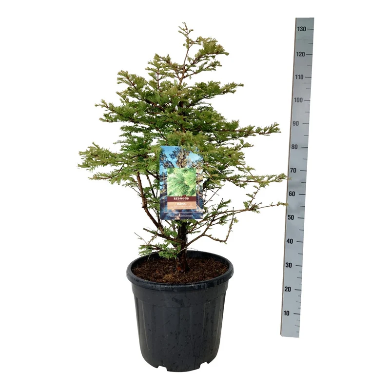 Metasequoia glypt. 'Schirmans Nordlicht' C30 (30 liters kruka) 80-100 cm Extra