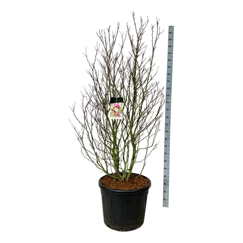 Magnolia 'Susan' C55 (55 liters kruka) 175-200 cm Extra