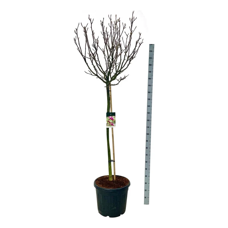 Magnolia 'Susan' 120 cm stam C55 (55 liters kruka) Extra