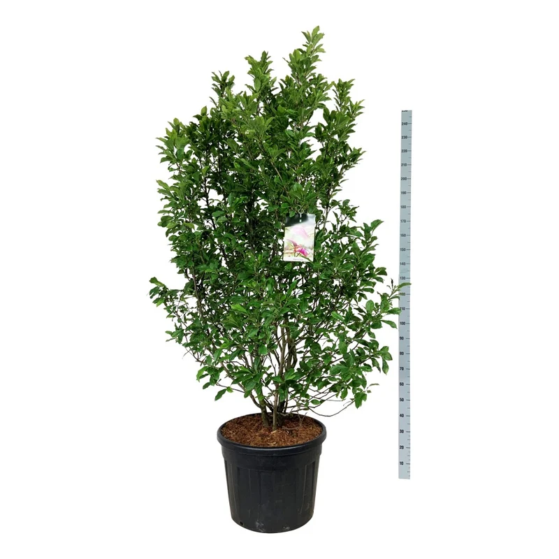 Magnolia 'Susan' C90 (90 liters kruka) 175-200 cm Extra