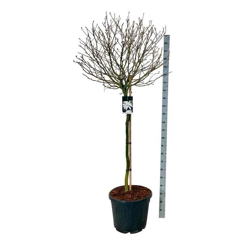 Magnolia stellata 120 cm stam C55 (55 liters kruka) Extra