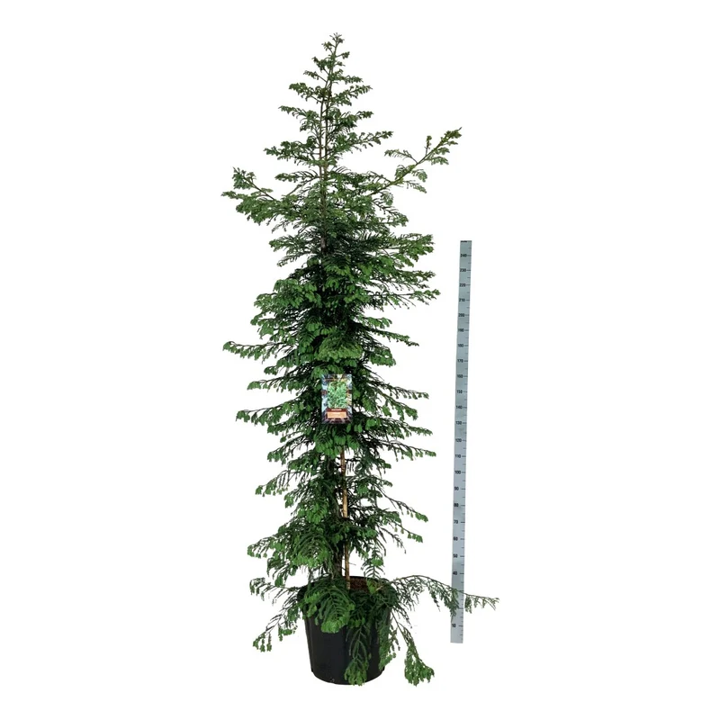 Sequoia sempervirens 'Xeno' C70 (70 liters kruka) 250-300 cm EXTRA