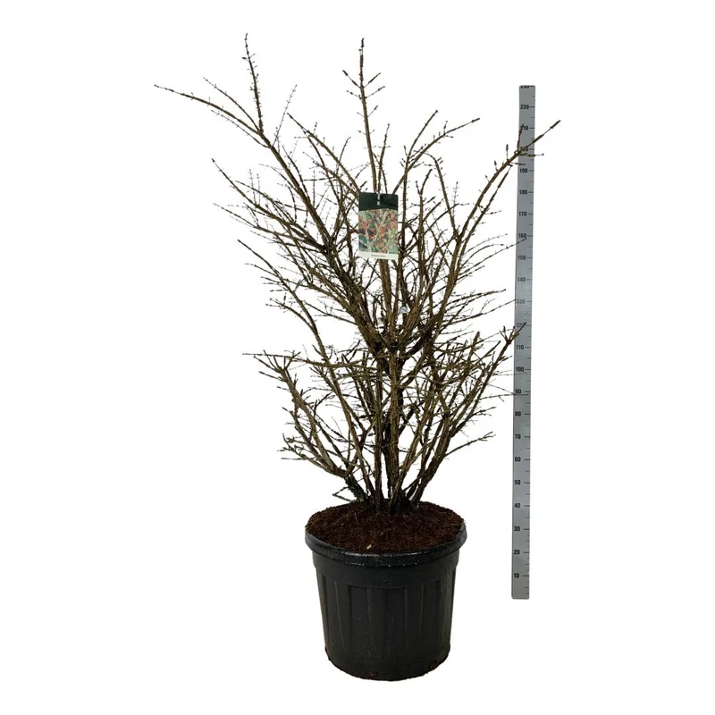 Euonymus alatus C90 (90 liters kruka) 125-150 cm extra