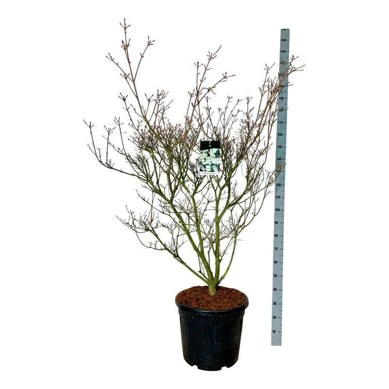 Cornus kousa 'China Girl' C55 (55 liters kruka) 125-150 cm Extra