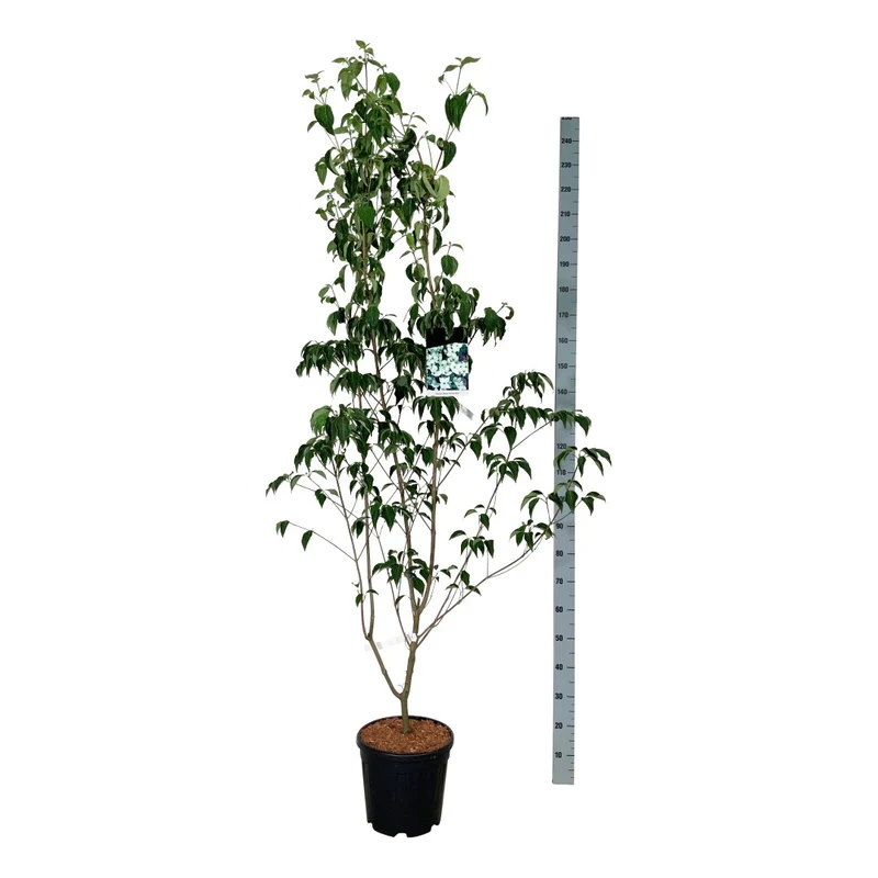 Cornus kousa 'China Girl' C15 (15 liters kruka) 175-200 cm