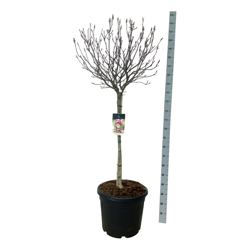 Magnolia 'Susan' 90 cm stam C15 (15 liters kruka)