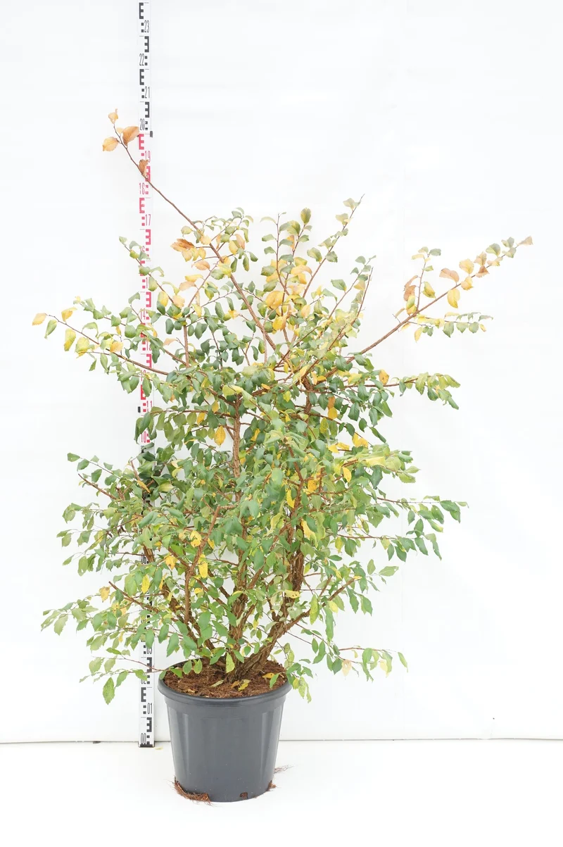 Ulmus minor suberosa C30 (30 liters kruka) 100-125 cm EXTRA