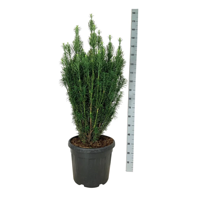 Cephalotaxus h. 'Fastigiata' C45 (45 liters kruka) 100-125 cm