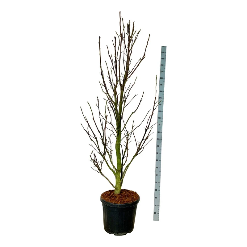 Magnolia 'Sentinel' C55 (55 liters kruka) 200-225 cm Extra
