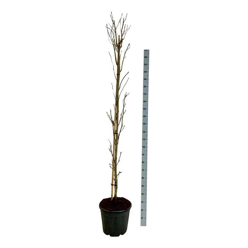 Liquidambar styraciflua 'Slender Silhouette' 225-250 cm, C30 (30 liters kruka)