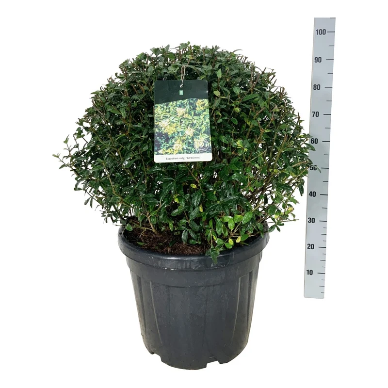 Ligustrum vulg. 'Atrovirens' Klot 60-70 cm C45 (45 liters kruka) Extra
