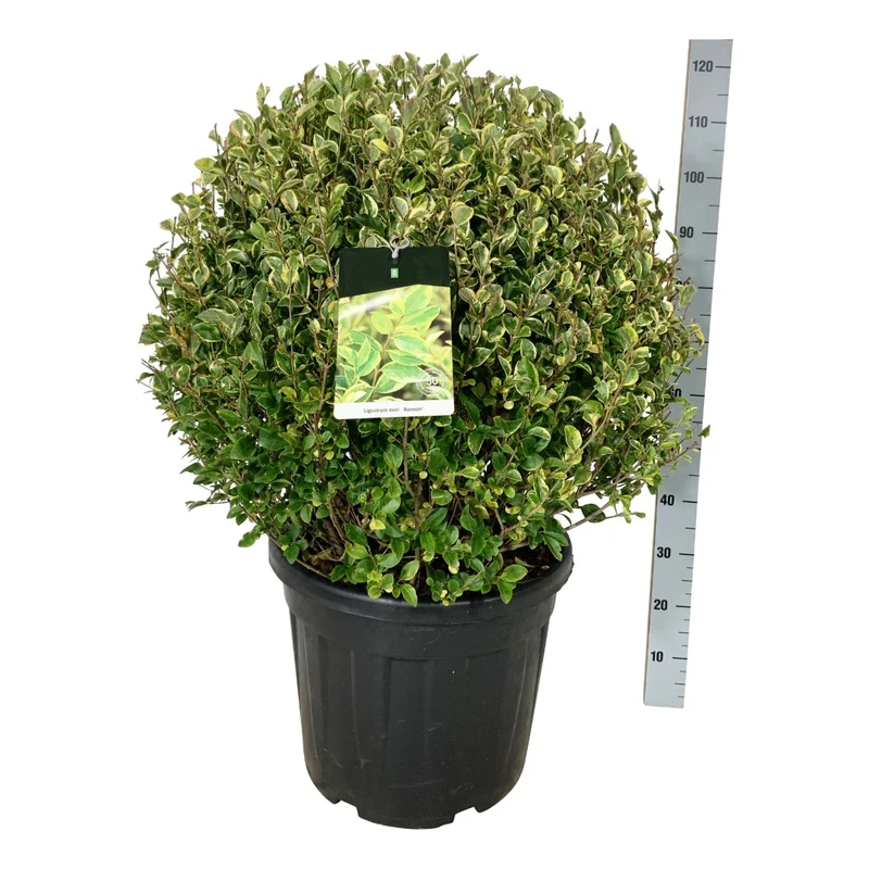 Ligustrum oval. 'Aureum' 70-80 cm klot C55 (55 liters kruka) Extra