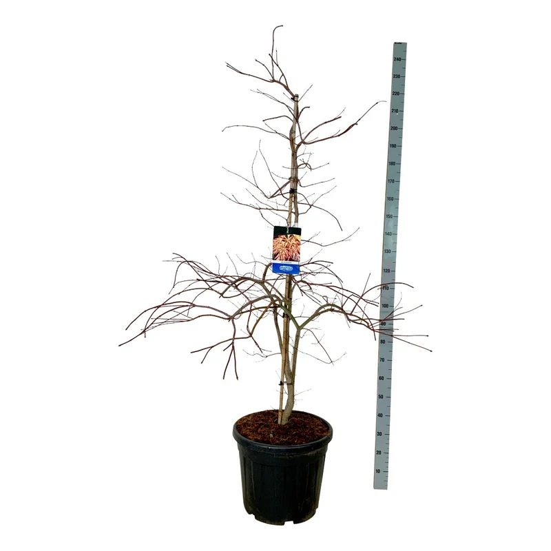 Acer 'Ice Dragon'® (Jack Frost) C55 (55 liters kruka) 150-175 cm EXTRA