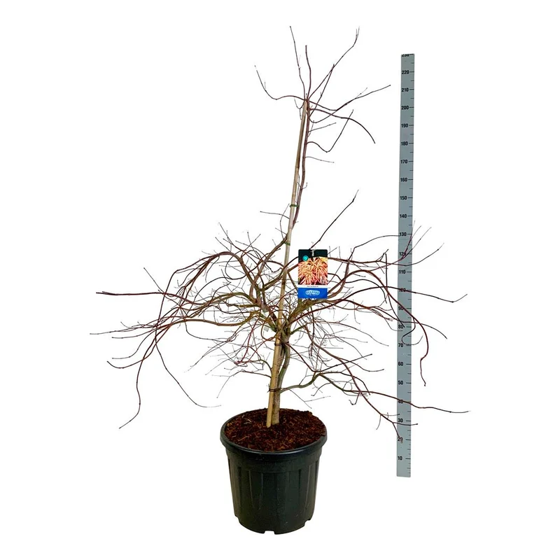 Acer 'Ice Dragon'® (Jack Frost) C55 (55 liters kruka) 125-150 cm Extra