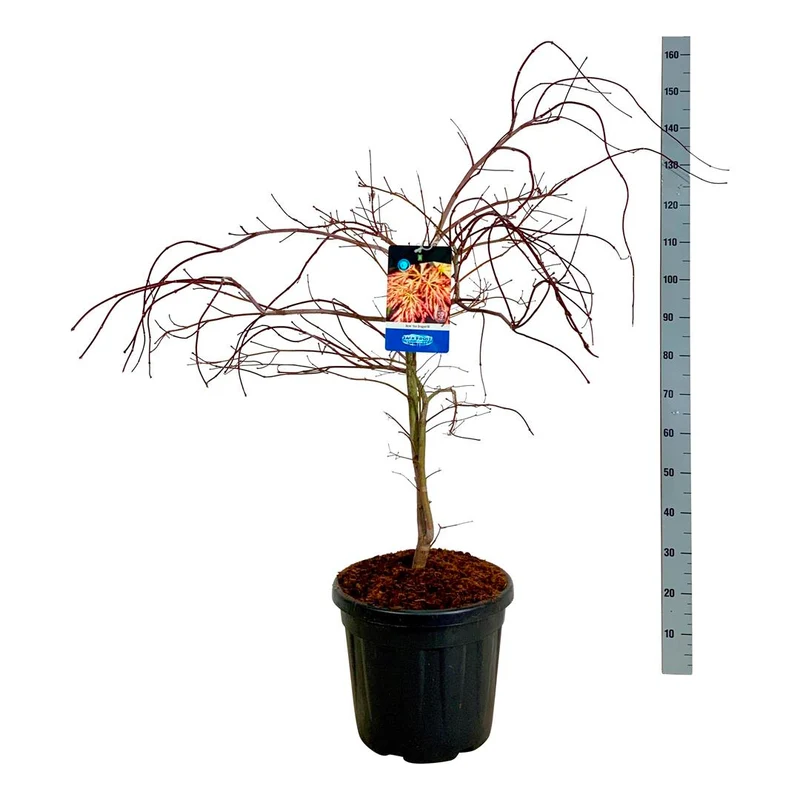 Acer 'Ice Dragon'® (Jack Frost) C30 (30 liters kruka) 80-100 cm bred