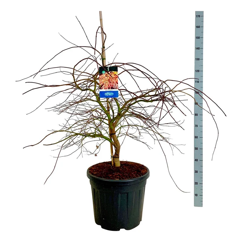 Acer 'Ice Dragon'® (Jack Frost) C55 (55 liters kruka) 80-100 cm