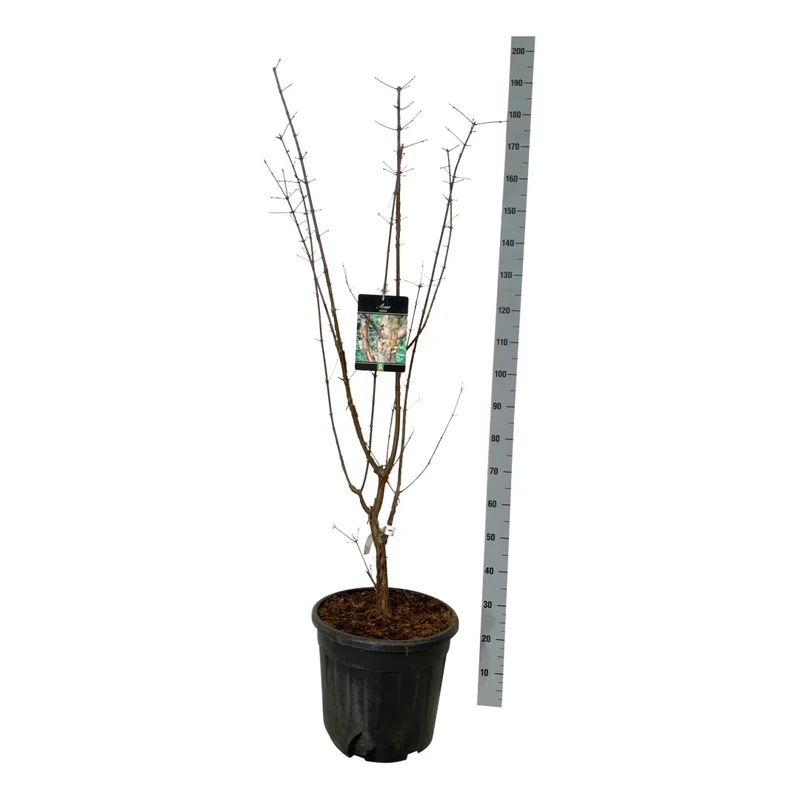 Acer griseum 125-150 cm C30 (30 liters kruka) EXTRA
