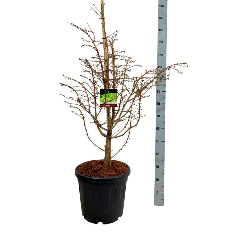 Metasequoia glypt. 'Hamlet's Broom' C30 (30 liters kruka) 80-100 cm EXTRA