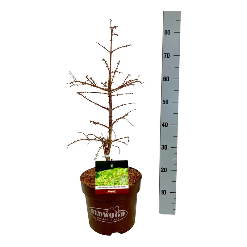 Metasequoia glyptostroboides 'Hamlet's Broom' C7,5 (7,5 liters kruka) 50-60 cm