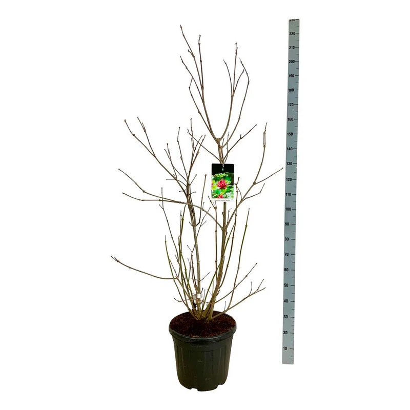 Calycanthus flor. 'Aphrodite' C30 (30 liters kruka) 125-150 cm EXTRA