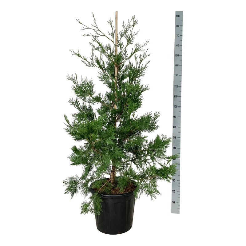 Calocedrus dec. 'Pillar' C30 (30 liters kruka) 125-150 cm Extra