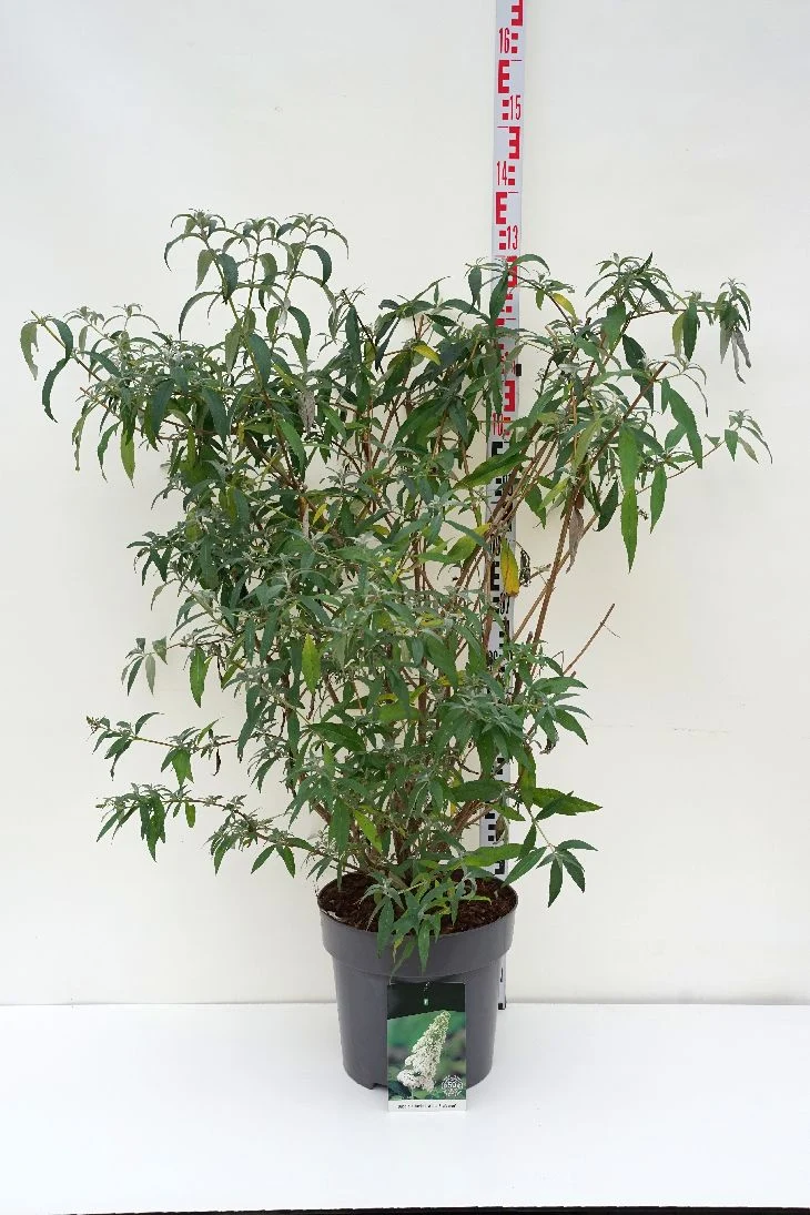 Buddleja d. 'White Profusion' C15 (15 liters kruka) 100-125 cm