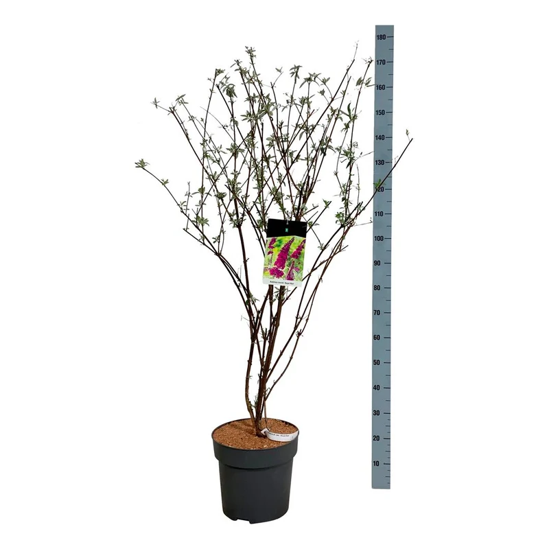 Buddleja d. 'Royal Red' C15 (15 liters kruka) 100-125 cm