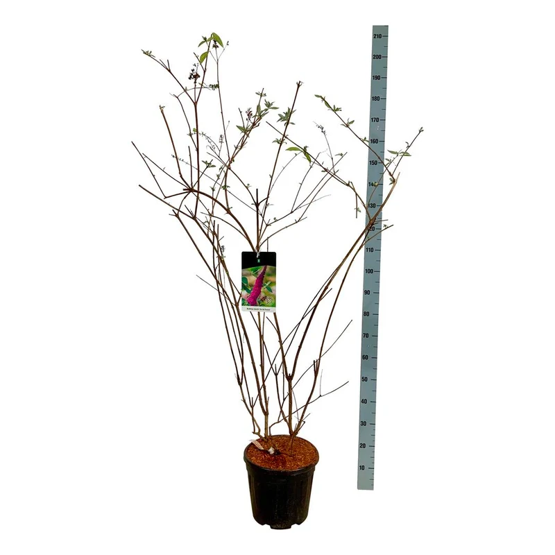 Buddleja d. 'Ile de France' C15 (15 liters kruka) 100-125 cm