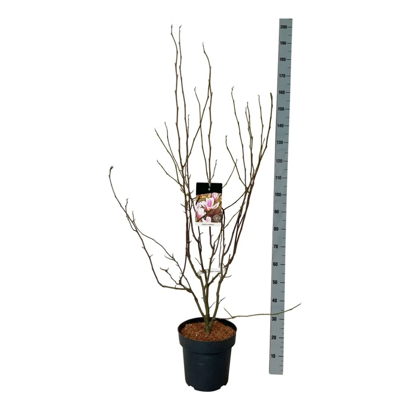 Magnolia soulangeana C15 (15 liters kruka) 125-150 cm