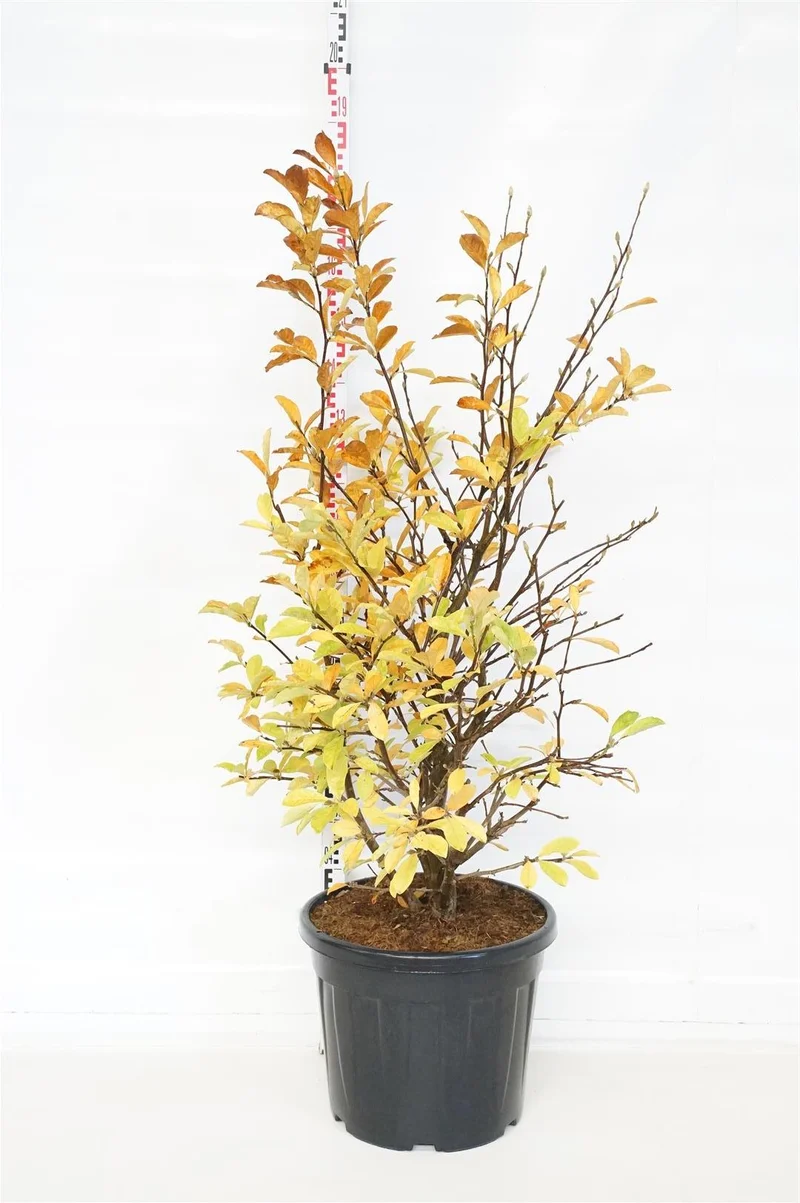 Magnolia loebneri 'Wildcat' C55 (55 liters kruka) 125-150 cm