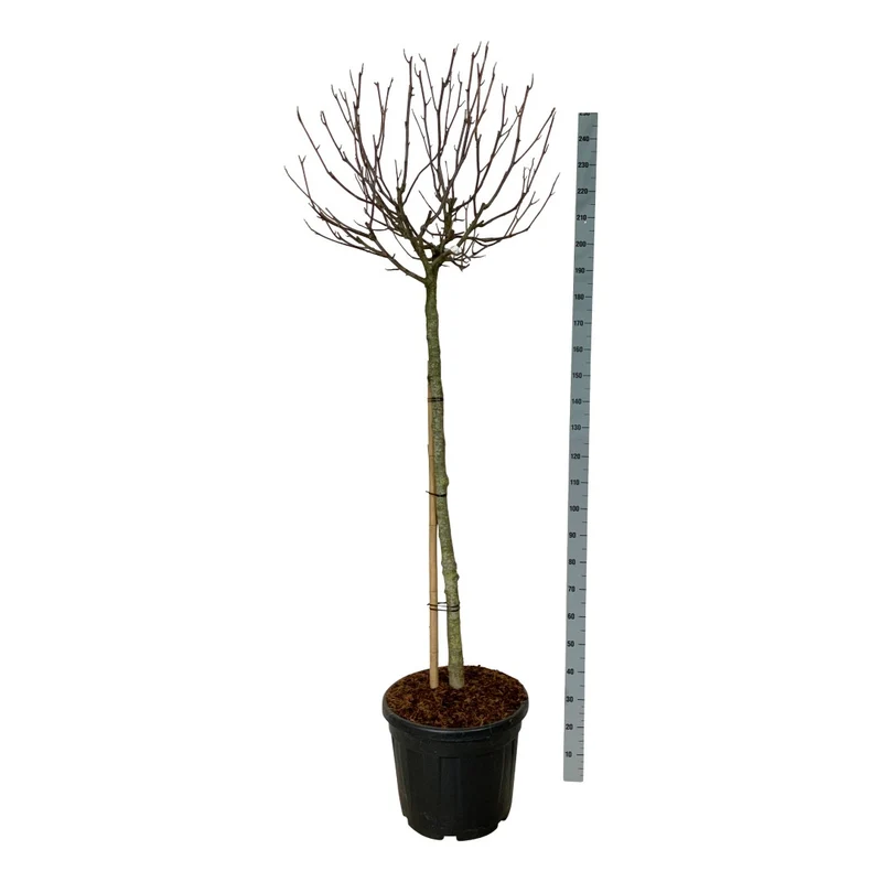 Magnolia 'Butterflies' 120 cm stam C55 (55 liters kruka) Extra