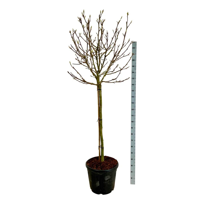 Magnolia soul. 'Alba Superba' 120 cm stam C55 (55 liters kruka) EXTRA