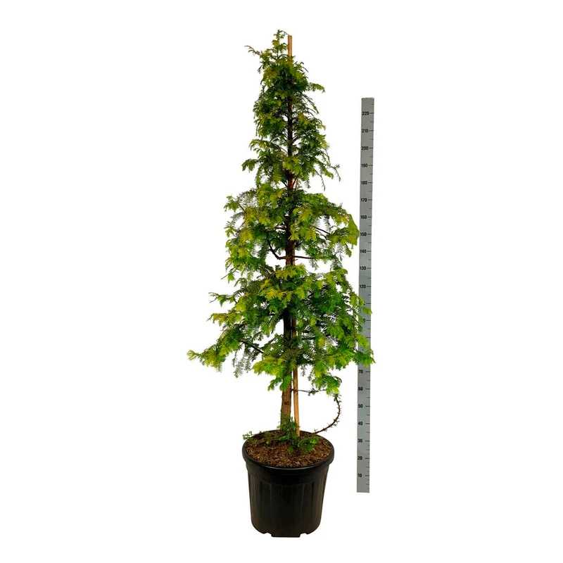 Metasequoia glypt. 'Amber Glow'® C55 (55 liters kruka) 200-225 cm EXTRA