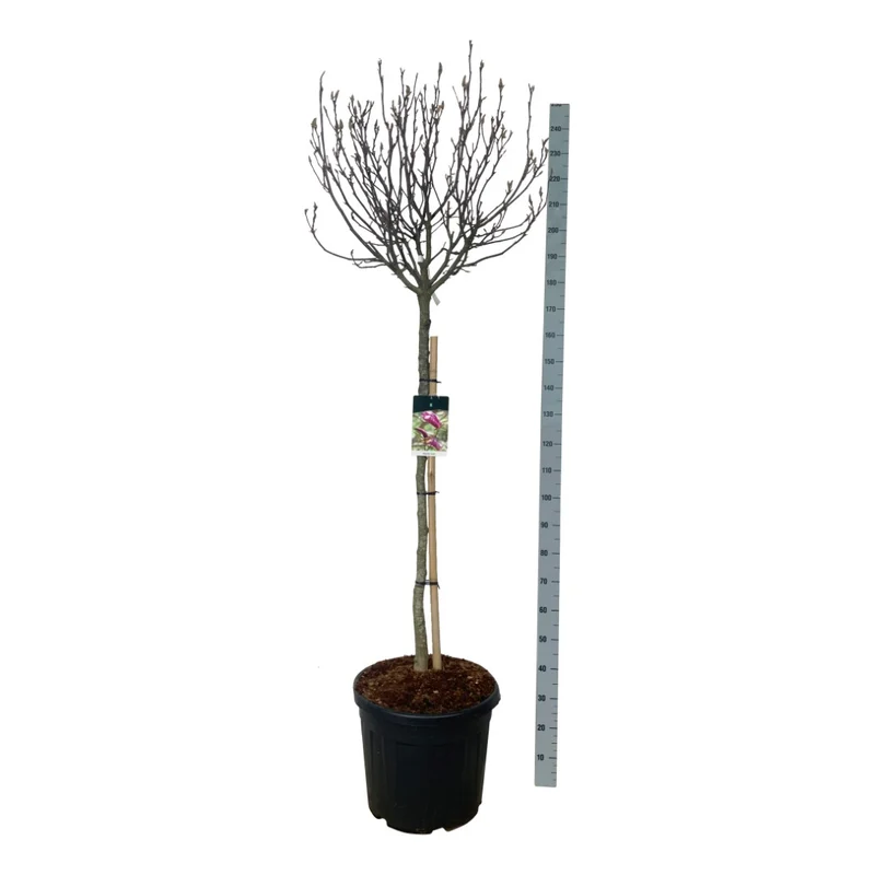 Magnolia 'Susan' 150 cm stam C50 (50 liters kruka)