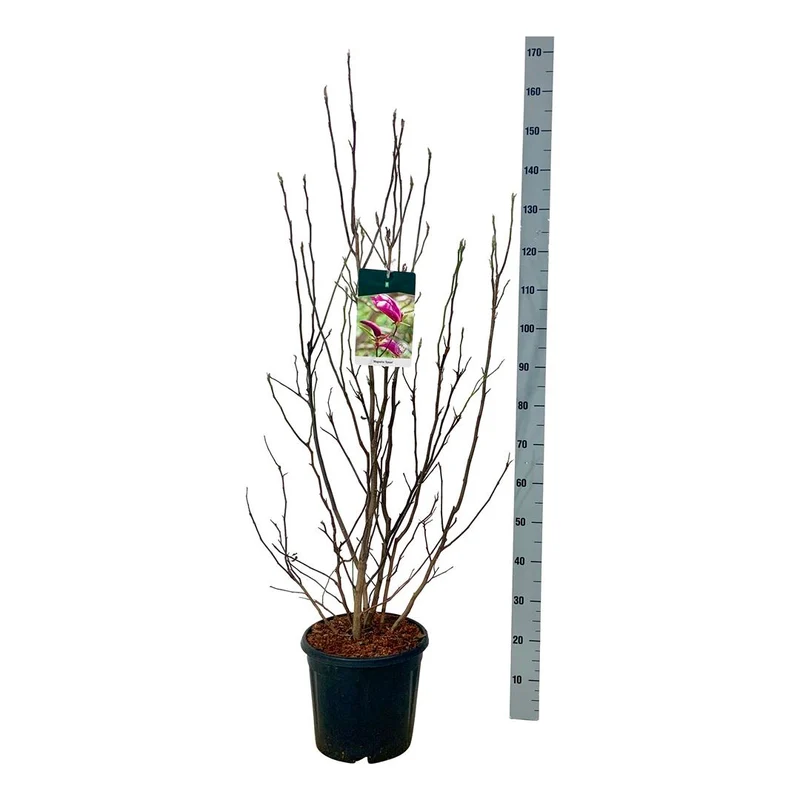 Magnolia 'Susan' C15 (15 liters kruka) 100-125 cm